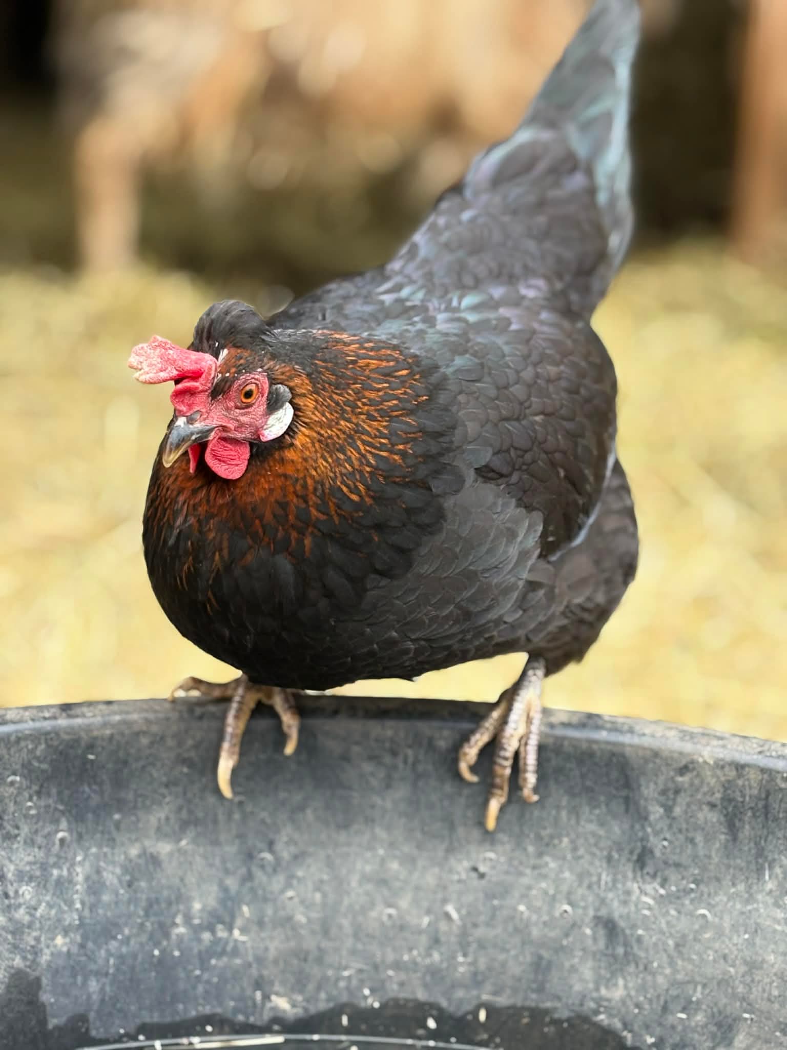 Icelandic Chickens 2