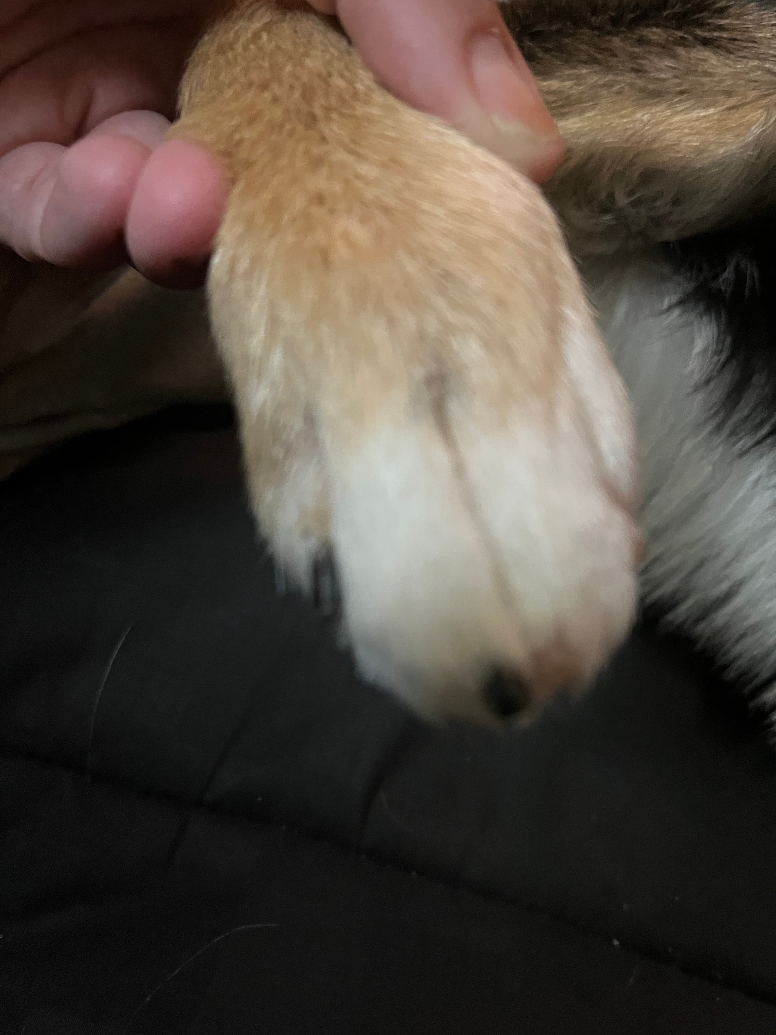 Nail Trim/Dremel Only