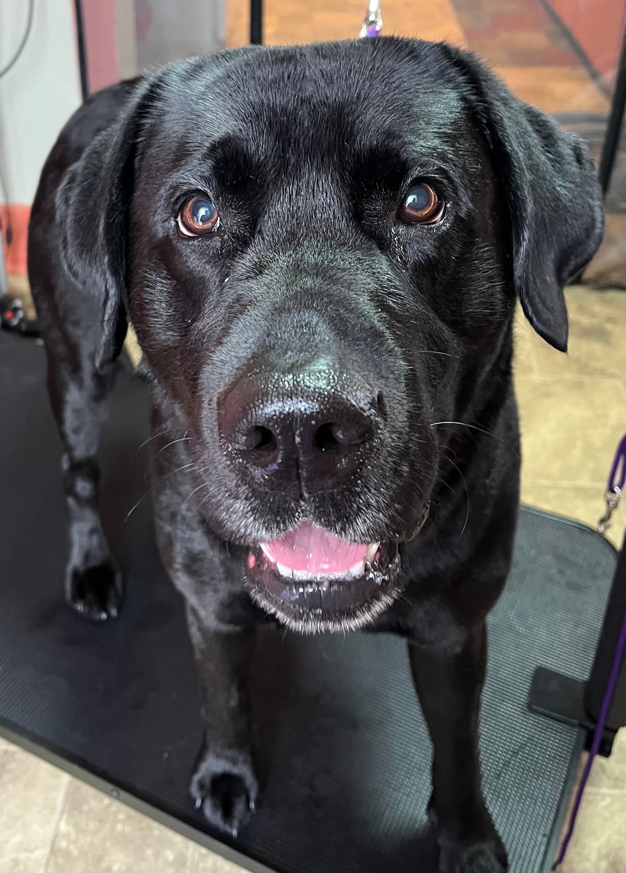 Bath & Tidy - 51-100lb